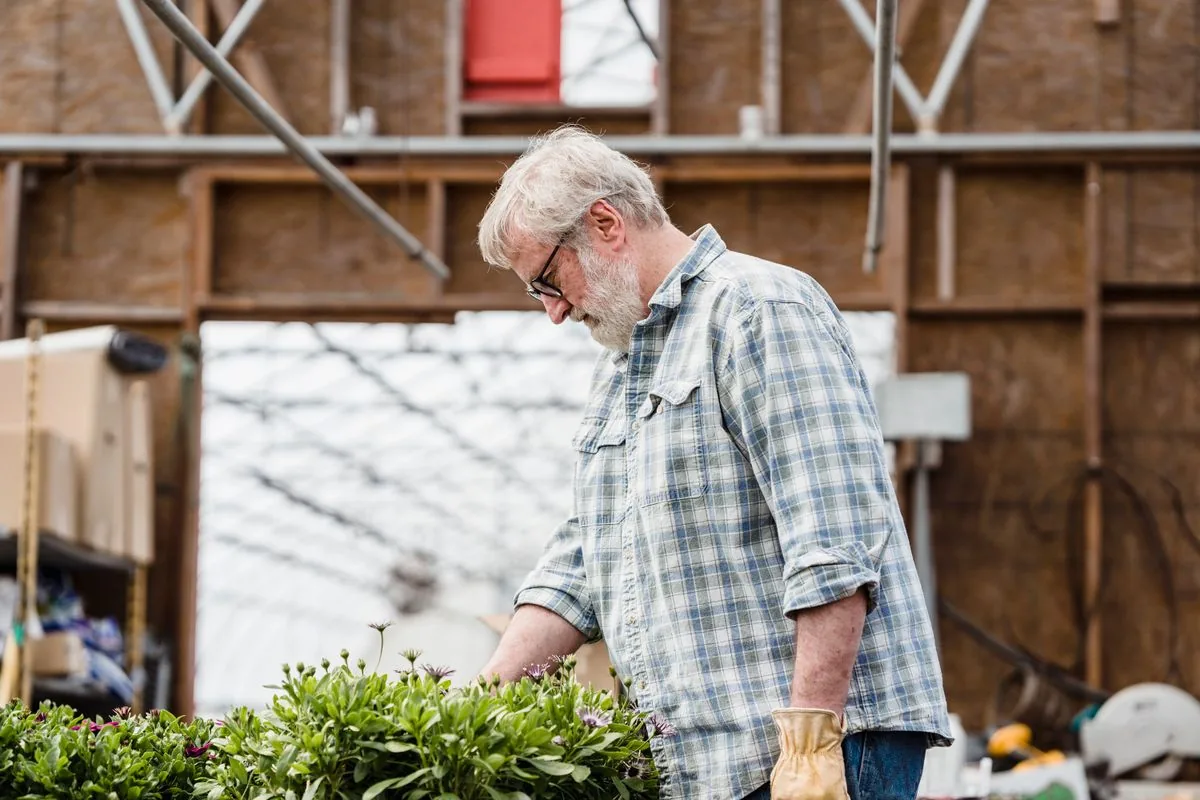 An older man in a plaid work shirt tends flowering plants inside a greenhouse, work gloves in one hand