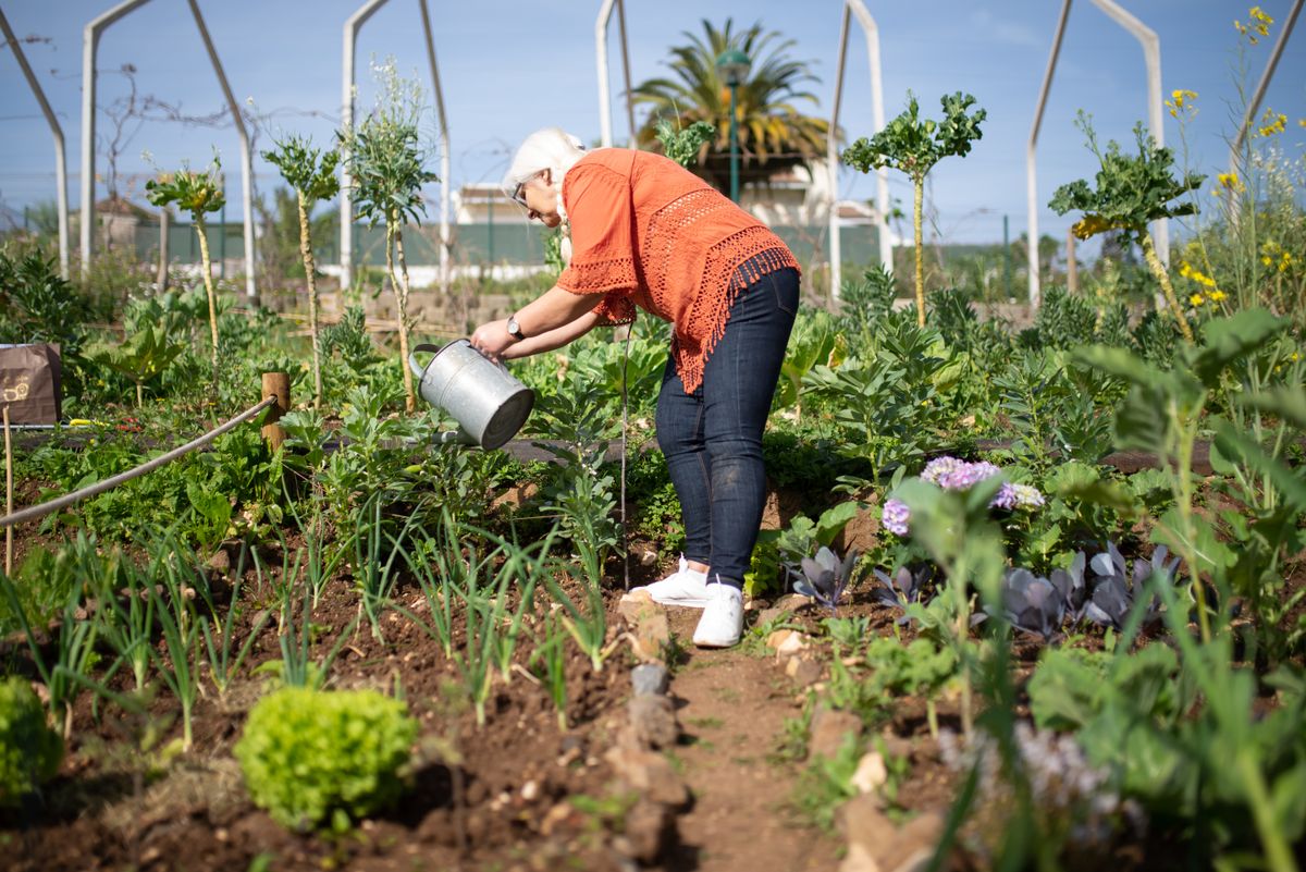A white-haired woman in an orange top waters rows of vegetables in a sunny garden with a palm tree behind her